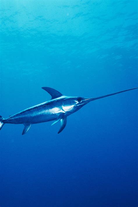 sword fish in tagalog|Pagsasalin 'swordfish' – Diksiyunaryo Ingles.